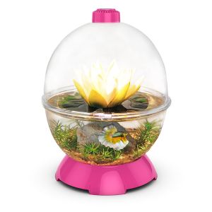 WonderBubble